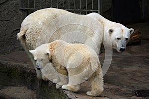Polar bear cub photo