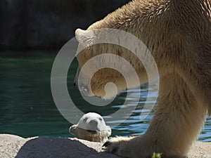 Polar Bear Cub photo