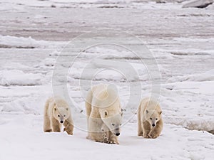 Polar she-bear with cubs.