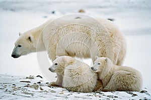 Polar she-bear with cubs.