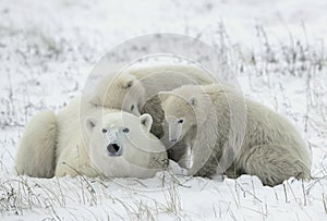 Polar she-bear with cubs.