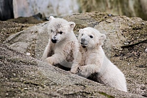 Polar bear cubs