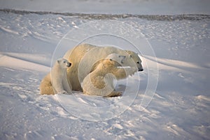 Polar bear and cubs