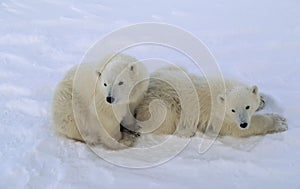 Polar bear cubs