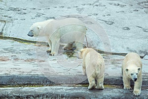 Polar bear with cubs