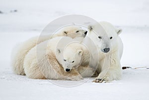 Polar she-bear with cubs.