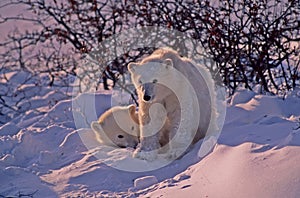 Polar bear cubs