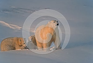 Polar bear and cubs in Canadian Arctic
