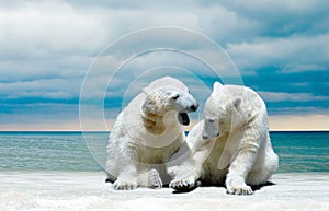 Polar bear cubs  on ice