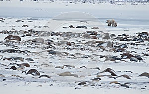 Polar she-bear with cubs leaves.