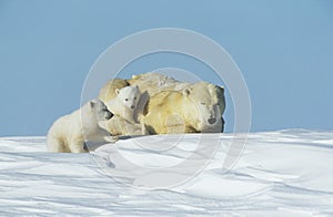 Polar Bear cubs with mother in snow Yukon