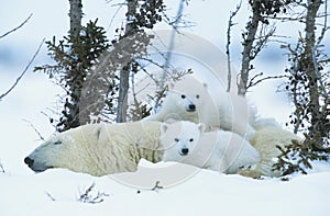 Polar Bear cubs with mother in snow Yukon photo