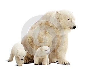 Polar bear with cubs over white