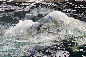 Polar bear cubs playing in water