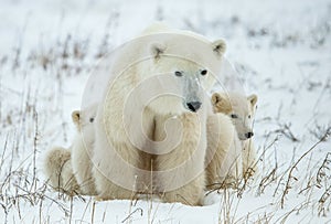 Polar she-bear with cubs. A Polar she-bear with two small bear cubs on the snow.