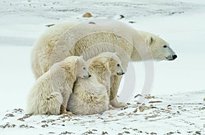 Cachorros. dos pequeno un oso cachorros sobre el la nieve 