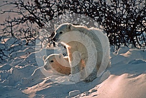 Polar bear cubs in snow bank, backlit