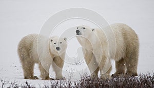 Polar bear with a cubs in the tundra. Canada.