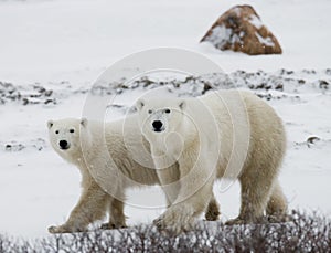 Polar bear with a cubs in the tundra. Canada.