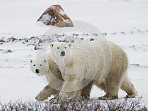 Polar bear with a cubs in the tundra. Canada.