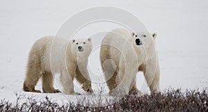 Polar bear with a cubs in the tundra. Canada.