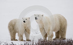 Polar bear with a cubs in the tundra. Canada.