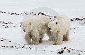 Polar bear with a cubs in the tundra. Canada.