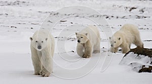 Polar bear with a cubs in the tundra. Canada.