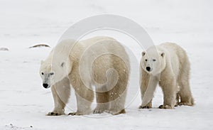 Polar bear with a cubs in the tundra. Canada.