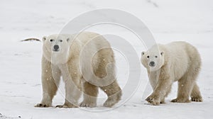 Polar bear with a cubs in the tundra. Canada.