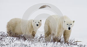 Polar bear with a cubs in the tundra. Canada.