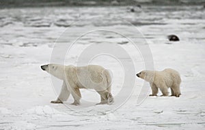 Polar bear with a cubs in the tundra. Canada.