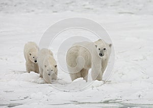 Polar bear with a cubs in the tundra. Canada.