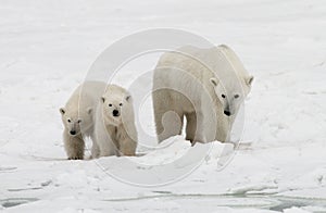 Polar bear with a cubs in the tundra. Canada.