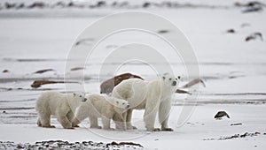 Polar bear with a cubs in the tundra. Canada.