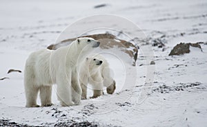 Polar bear with a cubs in the tundra. Canada.