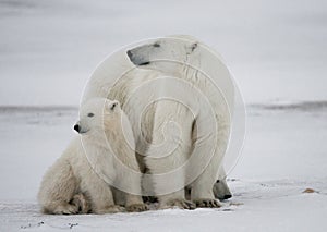 Polar bear with a cubs in the tundra. Canada.