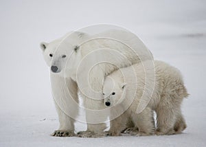 Polar bear with a cubs in the tundra. Canada.