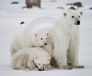 Polar bear with a cubs in the tundra. Canada.