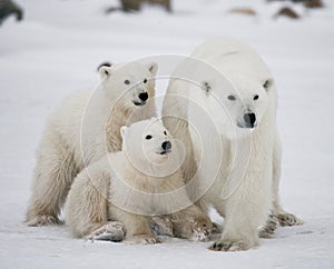 Polar bear with a cubs in the tundra. Canada.