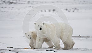 Polar bear with a cubs in the tundra. Canada.