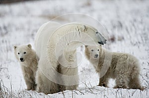 Polar bear with a cubs in the tundra. Canada.