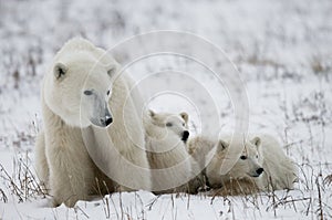 Polar bear with a cubs in the tundra. Canada.