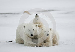 Polar bear with a cubs in the tundra. Canada.