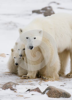 Polar bear with a cubs in the tundra. Canada.