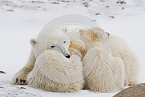 Polar bear with a cubs in the tundra. Canada.