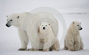 Polar bear with a cubs in the tundra. Canada.