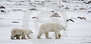 Polar bear with a cubs in the tundra. Canada.