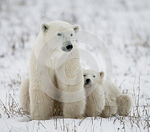 Polar bear with a cubs in the tundra. Canada.