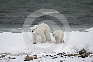 Polar bear with a cubs in the tundra. Canada.